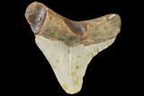 Fossil Megalodon Tooth - North Carolina #109051-1